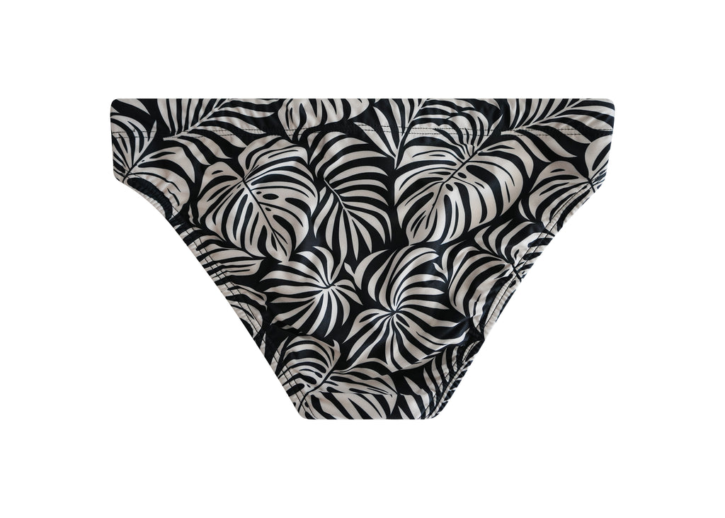 Zebra Palm