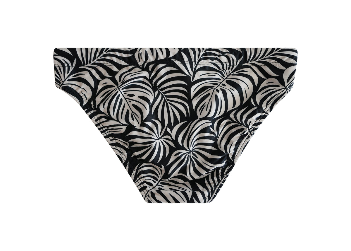Zebra Palm
